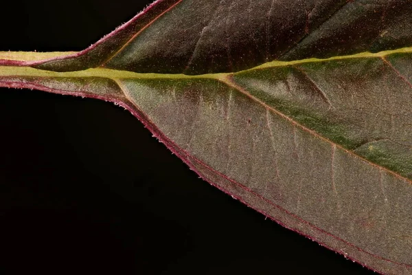 Red Amaranth Amaranthus Cruentus Leaf Detail Closeup — Stock Photo, Image