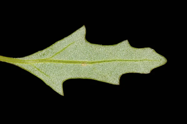 Gęś Liściasta Oxybasis Glauca Zbliżenie Górnych Liści — Zdjęcie stockowe