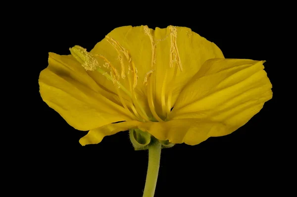 Ortak Akşam Primrose Oenothera Biennis Çiçek Kapanışı — Stok fotoğraf