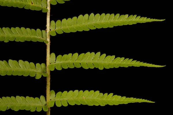 Fougère Mâle Dryopteris Filix Mas Pinnae Médianes Gros Plan — Photo