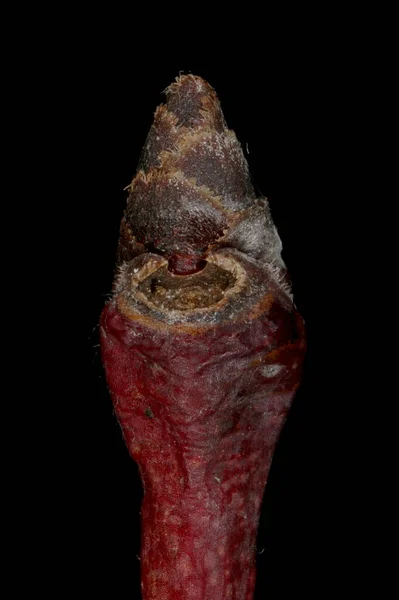 Szilva Prunus Domestica Terminal Bud Közelkép — Stock Fotó