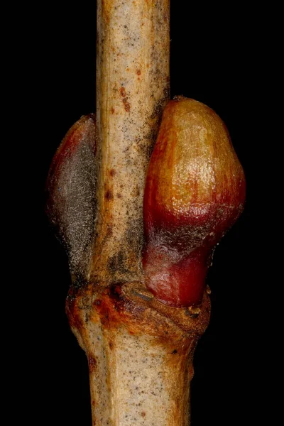 ลเดอร โรส Viburnum Opulus ตรงข ามบ านข Closeup — ภาพถ่ายสต็อก