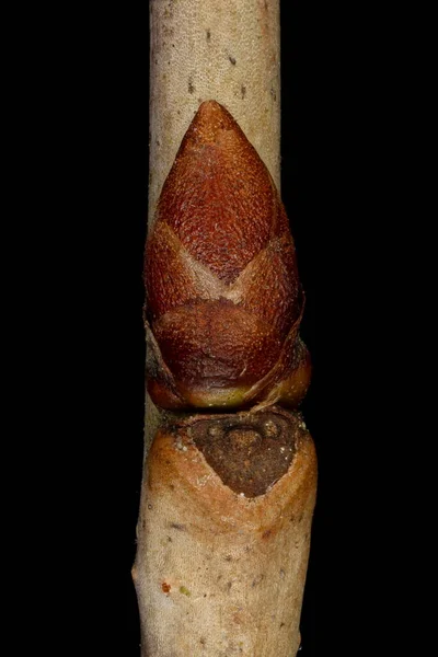 Dvärgkörsbär Prunus Cerasus Lateral Bud Closeup — Stockfoto