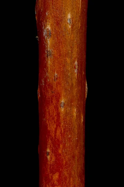 Tresčí Lesík Parthenocissus Vitacea Detailní Zimní Větvička — Stock fotografie