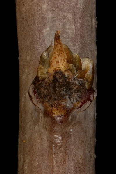 Német Myricaria Myricaria Germanica Oldalirányú Bud Closeup — Stock Fotó
