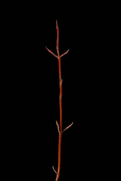 White Dogwood Cornus Alba Wintering Twig Closeup — Fotografia de Stock