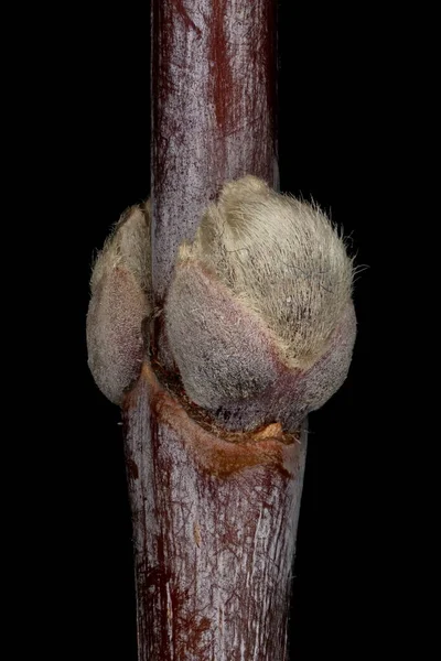 Ash Leaf Maple Acer Negundo Uzavření Postranních Poupat — Stock fotografie