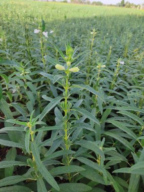 Tarladaki ağaçta susam tohumu çiçeği, yüksek yıllık tropikal bitki susamı.