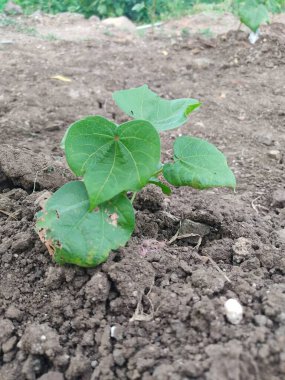 Çiftlikte yetişen pamuk tarlaları, çiçekli ağaç, resim, yeşil pamuk, pamuk tarlaları.