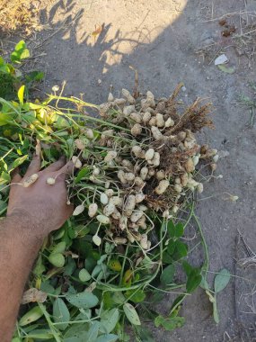 Kökleri olan taze fıstık bitkileri, ağaç çalılı fıstık tarlaları.