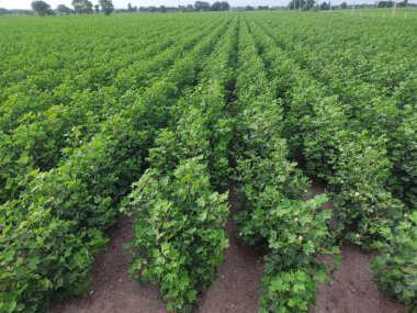 Çiftlikte yetişen pamuk tarlaları, çiçekli ağaç, resim, yeşil pamuk, pamuk tarlaları.