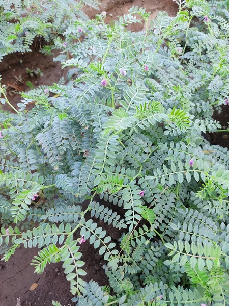 Cicer Arietinum Taze Bitkiler Tarlada Olgunlaşan Nohutlar Bir Bitkinin Üzerinde — Stok fotoğraf