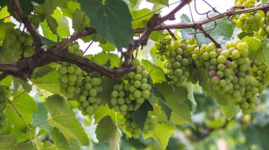 Valle del Cauca Kolombiya belediyesinde üzüm ekimi. 