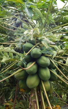 La Union Valle del cauca Kolombiya 'da papaya meyvesi resmi.