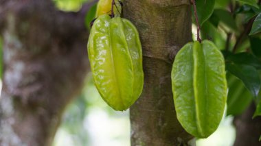 La Union Valle del Cauca Kolombiya Belediyesindeki bir yıldız meyve mahsulünün (Carambolo) resmi.