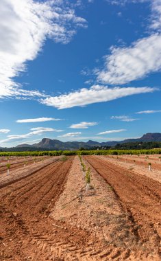 Crop landscape in the Valencian community, near Sagunto Spain. Orange crops. Beautiful landscapes in Spain.
