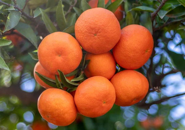 Olgun portakallar, Valencia İspanya 'daki ağaçta..