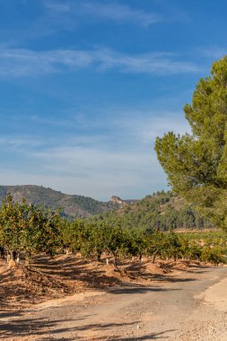 Orange cultivation with a railway bridge in the background, in Algar de Palancia, in the Valencian community, near Valencia Spain. Spain.