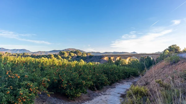 Orange cultivation with a railway bridge in the background, in Algar de Palancia, in the Valencian community, near Valencia Spain. Spain.