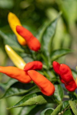 Kolombiya 'nın La Unin Valle del Cauca belediyesinde hasat edilmeye hazır acı biber hasadı. Sağlıklı ve besleyici yiyecekler..