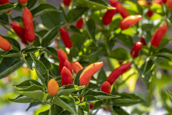 Kolombiya 'nın La Unin Valle del Cauca belediyesinde hasat edilmeye hazır acı biber hasadı. Sağlıklı ve besleyici yiyecekler..