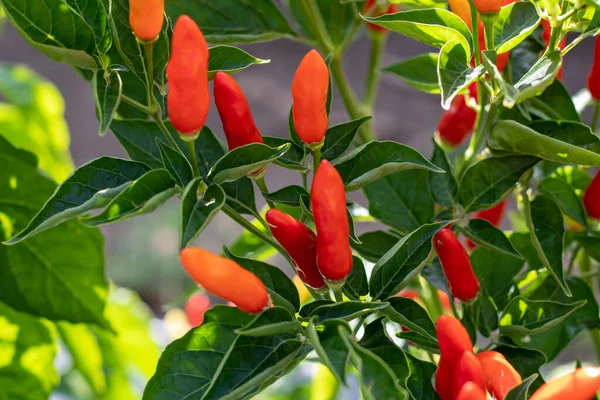 Kolombiya 'nın La Unin Valle del Cauca belediyesinde hasat edilmeye hazır acı biber hasadı. Sağlıklı ve besleyici yiyecekler..