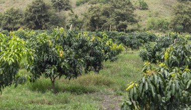 Tommy Atkins Mango ekimi Endülüs Valle del Cauca Kolombiya 'da. Tropik meyveler.