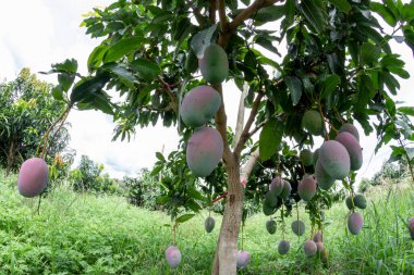 Tommy Atkins Mango ekimi Endülüs Valle del Cauca Kolombiya 'da. Tropik meyveler.