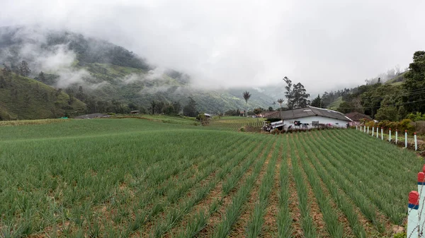 Καλλιέργειες Κρεμμυδιών Στην Τενερίφη Valle Del Cauca Κολομβία Κρεμμύδια Και — Φωτογραφία Αρχείου