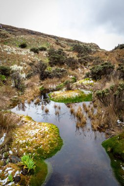 Images of green lake and we stop them in Los Andes. Lagoon located in the natural national park Los Nevados in Manizales Caldas Colombia.