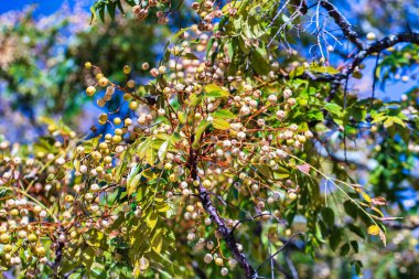 Ağaçta yeşil yapraklı küçük meyveler