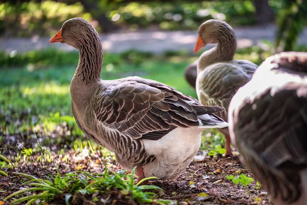 Geese Ένα Πάρκο Πόδια — Φωτογραφία Αρχείου