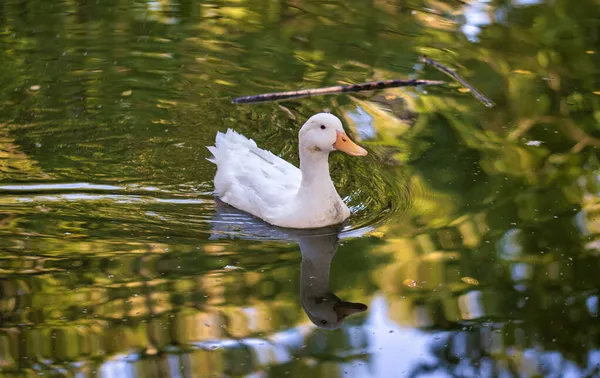 Weiße Ente Schwimmt Einem See — Stockfoto