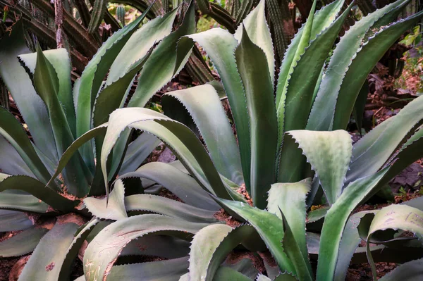 Green Cactus Plant Garden — Stockfoto
