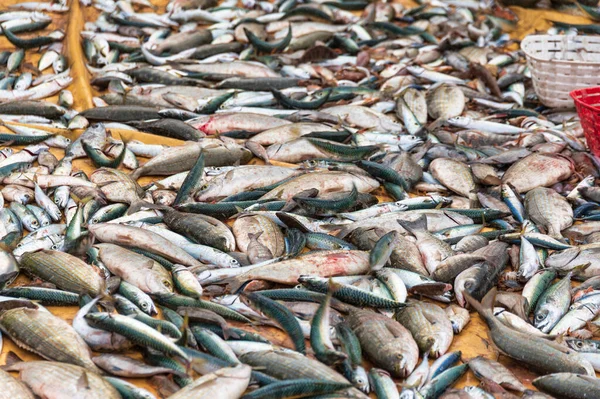Balıkçılar Ekranda Yatan Taze Balıkları Yakaladılar — Stok fotoğraf
