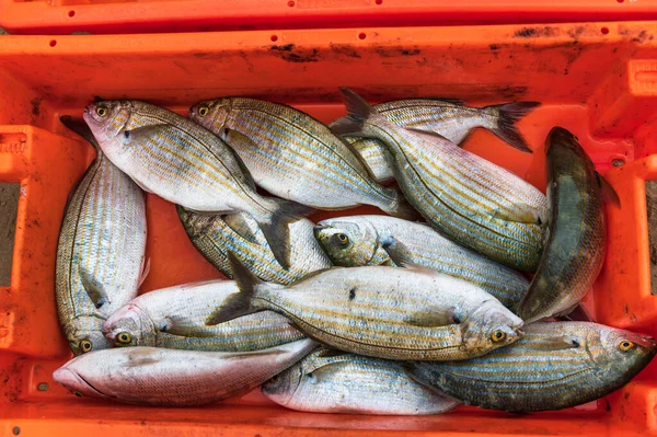 Peixe Fresco Bream Uma Caixa Laranja — Fotografia de Stock