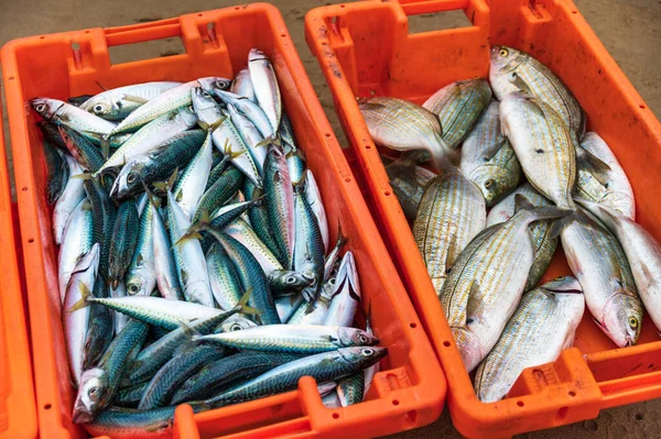 Peixe Fresco Breams Cavala Caixas Laranja — Fotografia de Stock