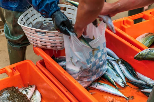 Pescadores Que Trabalham Praia Fonte Telha Almada Portugal — Fotografia de Stock