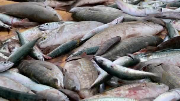 Fresh Fish Just Caught Fishermans Lying Screen — Video Stock