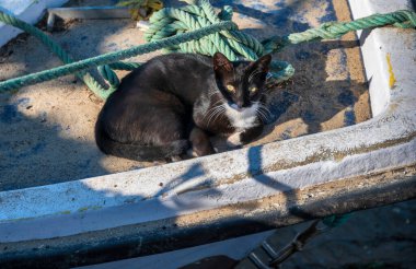 black cat lying down on a boat