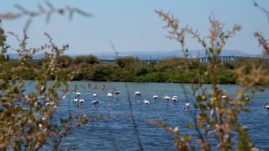 Flamingo flock in Samouco saline foundation for ambiental preservation in Alcochete, Portugal