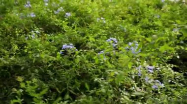 Çimenler ve çiçekler