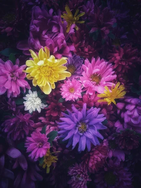 Fondo Flores Colorido Foto — Foto de Stock