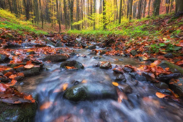 Beautiful Beech Forest Small Stream Late Autumn Landscape Golden Colored — Stock Photo, Image