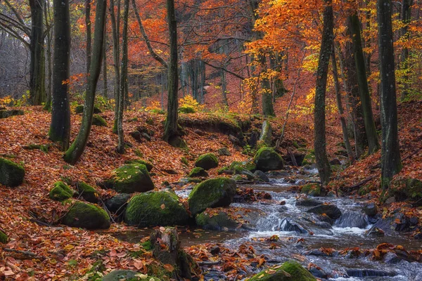 小さなストリームと美しいブナの森 黄金の紅葉と晩秋の風景 屋外旅行の背景 — ストック写真