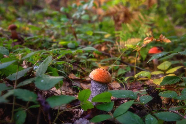 日当たりの良い野生の森の中のオレンジキャップボレトスキノコ 食用キノコ 自然屋外の背景 — ストック写真