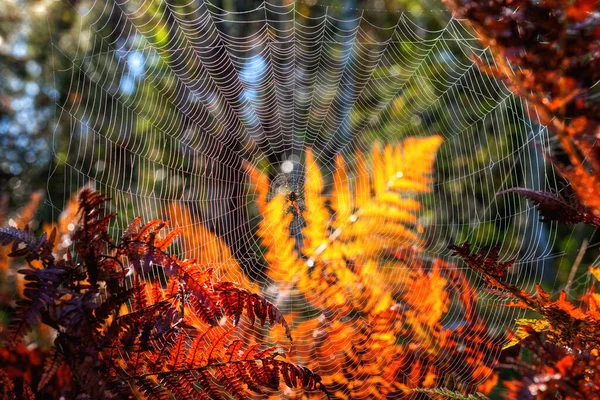 Amazing natural phenomenon, elegant spider web in a morning dew on the sunny autumn fern with cross spider (araneus diadematus) in the center, natural outdoor seasonal background