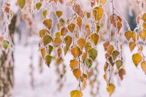 Frosted Yellow Leaves Birch Tree Park Natural Outdoor Late Autumn — Stock Photo, Image