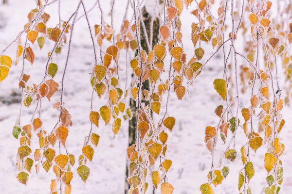 Frosted Yellow Leaves Birch Tree Park Natural Outdoor Late Autumn — Stock Photo, Image