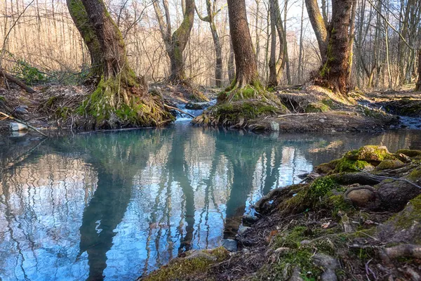 Naked Forest Trees Bizarre Roots Amazing Turquoise Colored Clear Water — Stock Photo, Image